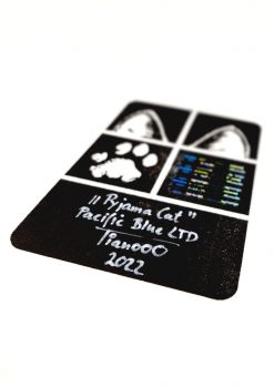 Alternative view of Tianooo The Cat | Pyjama Cat - Pacific Blue Edition | Fine Art Print